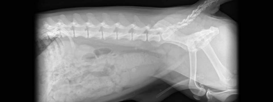 DIAGNOSTIEK-RontgenBewerkt960x360