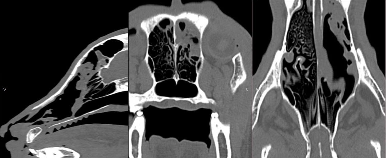 CT-Scan beelden van een hond