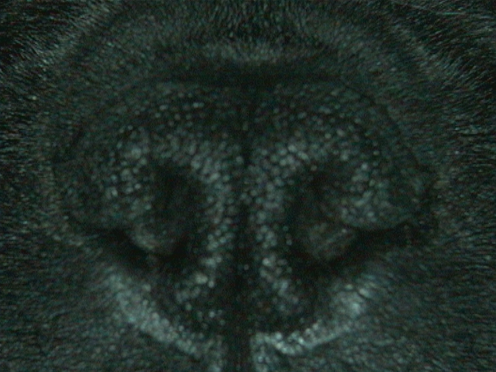 Normale neusgaten van bulldog met BOAS